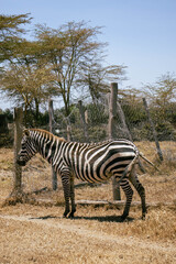 Zebra Grazing in Dry Grass During Dry Season at Hell’s Gate National Park, Kenya © gloria