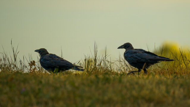 Two crows walking among grass on a hillock