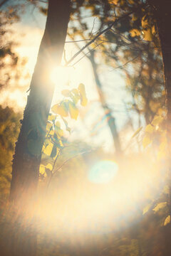Dreamy abstract golden bokeh and lens flare in autumn forest. Warm sunlight through trees creates a soft, nostalgic and vintage atmosphere for emotional storytelling and cinematic backgrounds.