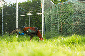 The gamecocks were pecking and eating on the lawn. The concept of organic animal husbandry © Dontree