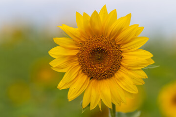 Obraz premium Vibrant sunflower blooms under a clear blue sky in a sunny open field showcasing nature's beauty and warmth