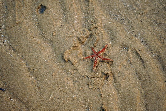 A starfish at  Gunnamatta bay, Sydney.