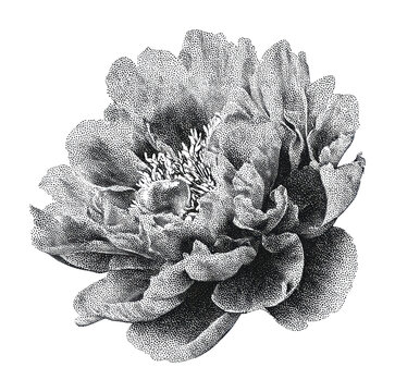 PNG Detailed black and white peony flower illustration