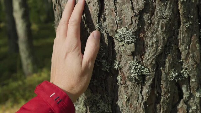 Close up of a hiker's hand gently touching the rough bark of a pine tree in a forest.