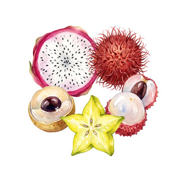 Tropical exotic fruits including dragon fruit, rambutan, star fruit, longan, and lychee are isolated on transparent background.