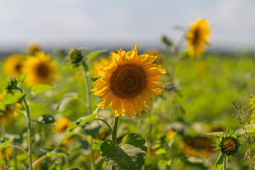 Fototapeta premium Vibrant sunflowers basking under the bright afternoon sun in a lively garden