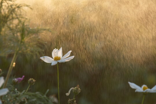 View of white cosmos flowers blooming in a field during golden hour with soft rain falling in the background in Multan, Punjab, Pakistan.