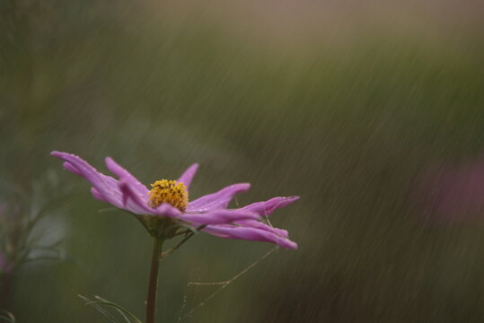 View of a delicate pink cosmos flower with a yellow center, adorned with tiny water droplets, captured in a soft-focus garden setting in Multan, Punjab, Pakistan.