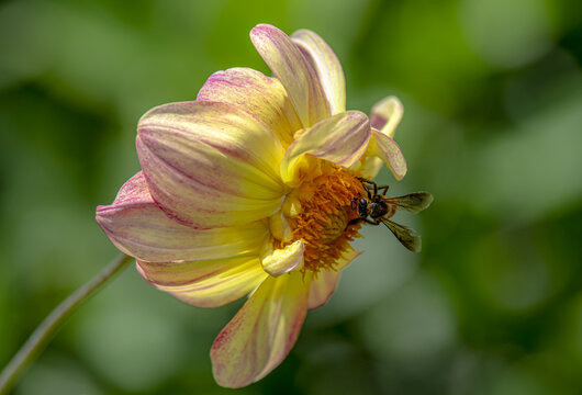 View of a dahlia flower with a bee collecting nectar in a garden in Multan, Punjab, Pakistan.