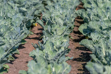 Rows of vibrant green broccoli flourishing under the warm sun in a sprawling field