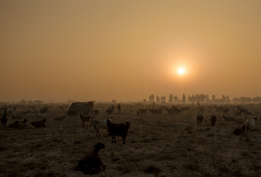 View of a large herd of goats grazing in a dry field at sunrise with shepherds silhouetted against the golden morning light in Dera Ismail Khan, Khyber Pakhtunkhwa, Pakistan.