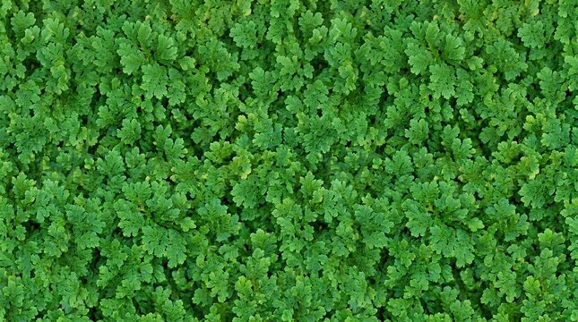 Macro view of a dense green azolla plant carpet showing intricate leaf structures and natural texture. Detailed overhead shot of aquatic fern or ground cover vegetation.