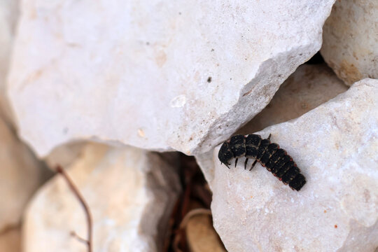 Petit insecte noir  avec ses petites pattes