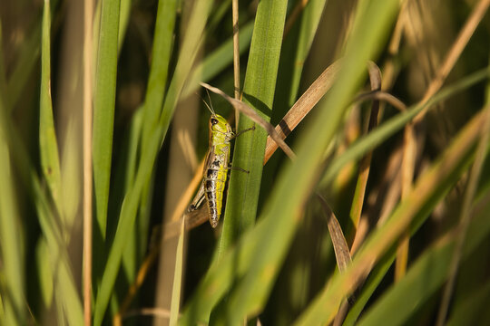 A green grasshopper clings to a blade of grass in a sunlit field