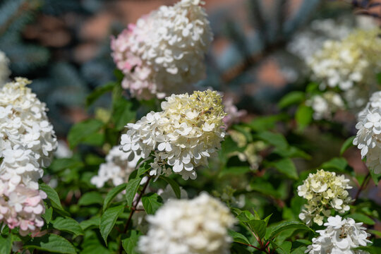Blooming hydrangea paniculata showcasing delicate blossoms in a vibrant garden setting during sunny springtime