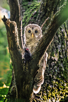 Ural owl bird of prey holding a mole on a mossy tree trunk in summer forest. Close up detailed view of Juvenile Ural owl or Strix uralensis perched on tree. Natural wildlife and ornithology background