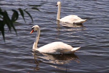 A pair of white graceful swans swim across the blue surface of the water on a sunny day © Iana Andrushchenko