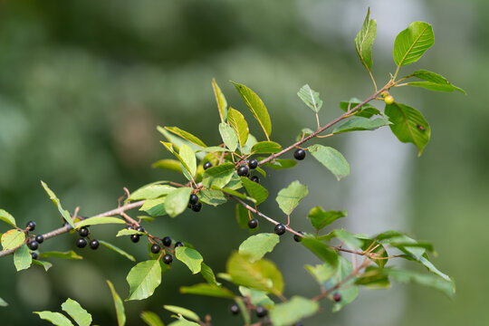 Frangula alnus branch adorned with ripe berries and vibrant green leaves in a serene forest setting