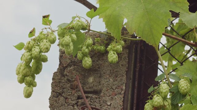Green hop cones growing on vines climbing over a concrete pillar in a garden