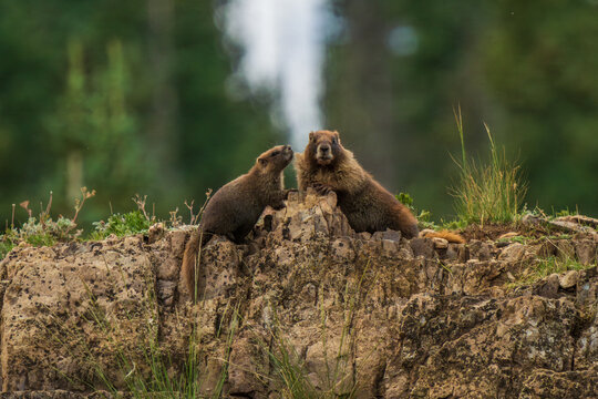 Marmot moment on the rocky ridge