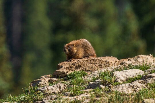 Young marmot sunbathing on warm rock