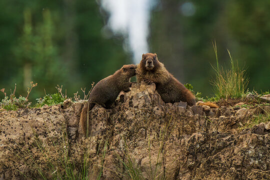 Marmot grooming on tundra cliff