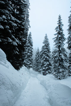 View of a snow-covered path winding through a dense forest of pine trees under a winter sky near San Bernardino in Mesocco, Grisons, Switzerland.
