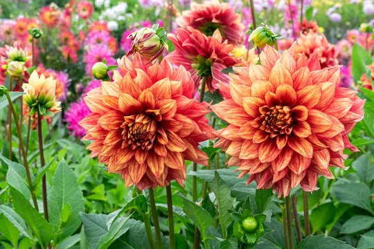 Large honey-colored dahlias of a beautiful variety in an autumn flower garden