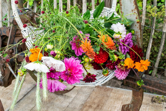 Beautiful mixed bouquet of dahlias and wildflowers in a wicker flower basket in a country garden, selective focus