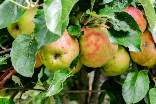 Close-up of ripening organic apples on an apple tree branch, selective focus. Autumn fruit harvest