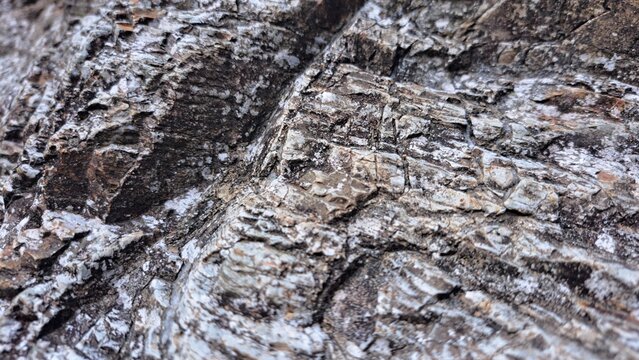 Close-up of textured rock surface with intricate natural patterns