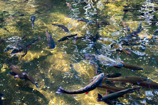 View of trout swimming in the clear water of the Bonneville Fish Hatchery in Cascade Locks, Oregon, United States.