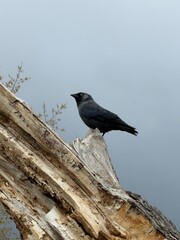 crow on a fence © Дар'я Маркова