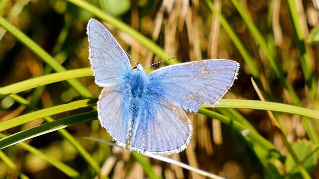 A male common blue butterfly (Polyommatus icarus) perches on green and brown grass. The butterfly shows its upperwings, which are bright violet-blue .