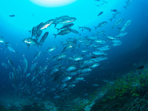 View of a large school of silver fish swimming through clear blue water above a vibrant coral reef in Raja Ampat, Southwest Papua, Indonesia.