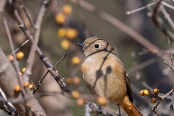 Fototapeta premium Female Daurian redstart perched on wintersweet branch with copy space in soft sunlight