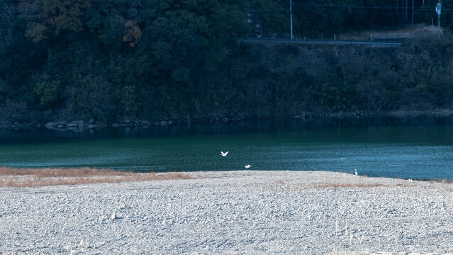 White egrets flying over Kumano River and wide gravel bank with lush green forest background in Wakayama Japan
