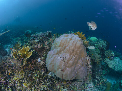 View of a vibrant coral reef featuring a large brain coral, diverse marine life, and small fish swimming in the clear blue waters of Raja Ampat, Southwest Papua, Indonesia.