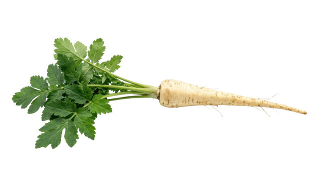 Fresh white root vegetable with green leafy top isolated on transparent background