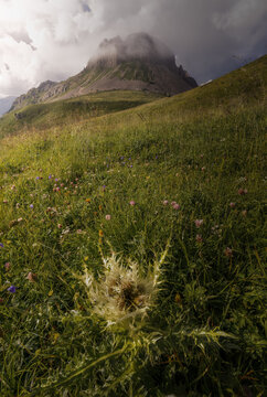 View of a silver thistle in a lush alpine meadow with wildflowers, set against the dramatic, cloud-capped peaks of the Dolomite Mountains in Canazei, Trentino-Alto Adige, Italy.
