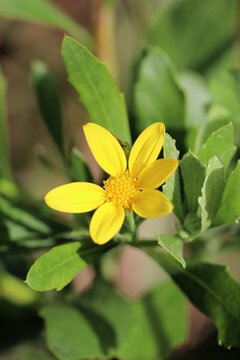 Boneseed (Chrysanthemoides monilifera ssp. monilifera) in flower - Declared weed in South Australia