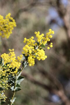 Stem of Knife- leaf Wattle (Acacia cultriformis) in flower, South Australia