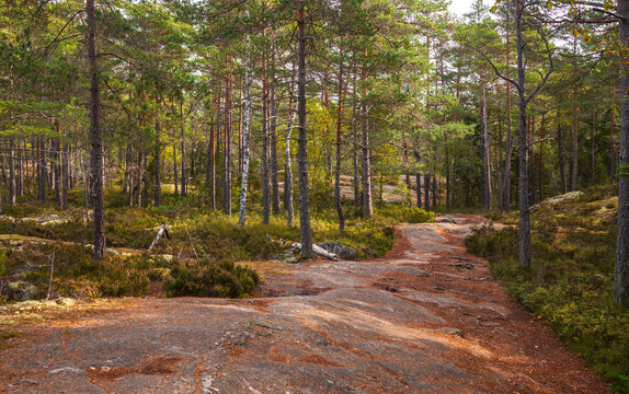 View of a rocky forest path winding through the pine trees and mossy undergrowth of Tyresta National Park and Nature Reserve in Tyresta, Stockholm County, Sweden.