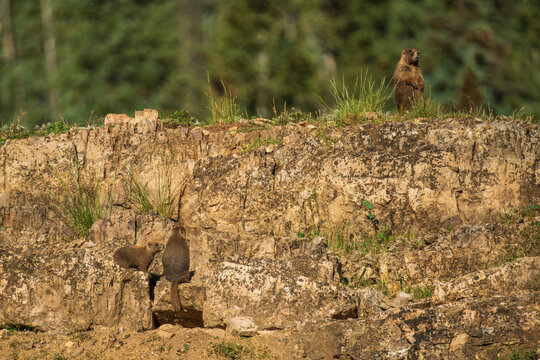 Marmot den on rocky mountain cliff