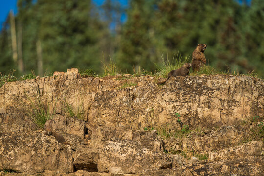 Marmot family resting on rock cliff