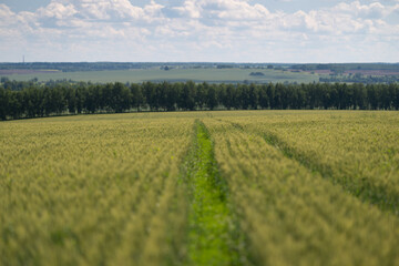 Obraz premium Golden fields of grain stretching toward distant hills under a blue sky filled with fluffy clouds invite a sense of peace and tranquility