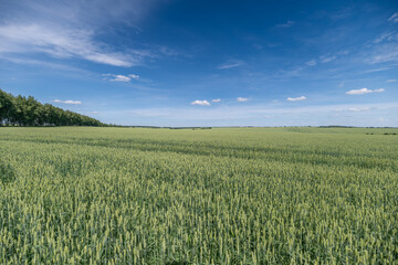 Obraz premium Endless green fields under a clear blue sky stretching far into the horizon during a sunny day