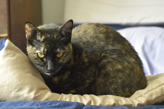gata carey