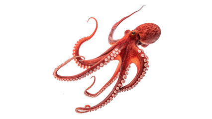 Vibrant red octopus aquatic animal marine creature figurine isolated on dark background © James