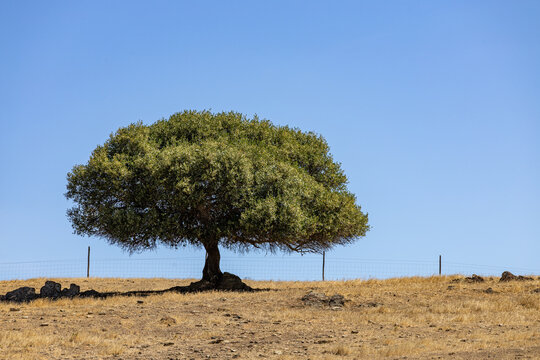 View of a solitary olive tree standing in a dry, golden grassy field under a clear blue sky with a wire fence in the background in Alentejo, Portugal.